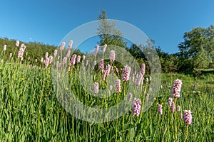 Highland meadow in bloom in springtime