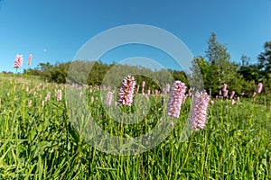 Highland meadow in bloom in springtime