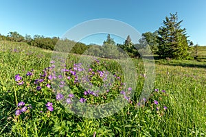 Highland meadow in bloom in springtime