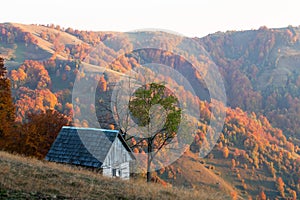 Highland meadow with wooden cabin and red beech trees