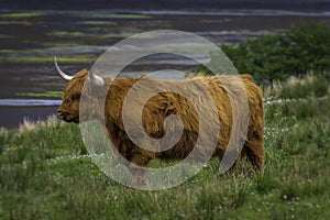 Highland moo on pasture photo