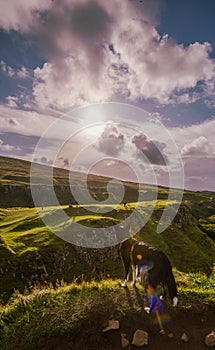 Highland mountain overlook with a lonely dog on top, Skye,Scotland