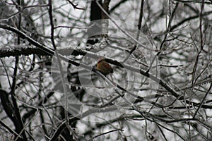 Cardinal Winter in Missouri 2021 II