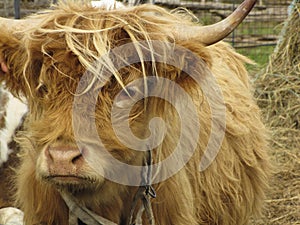 Highland Red Cow