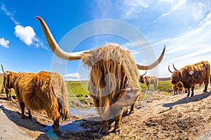 Tierras altas una vaca 