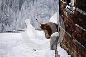 Highland red cow in warth austria