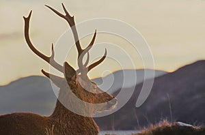 Highland Red Stag, Scotland