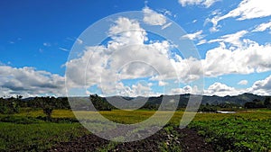 Highland rice paddies