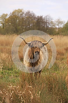 The Highland at Surlingham