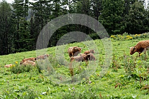 Highland Scottish cow Hielan coo, Bo Ghaidhealach grazing on the green grass pastures in Scotland nature