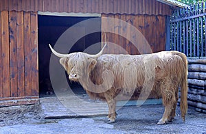 Highland Scottish cow stands in a stall outdoors in the summer at the open barn door
