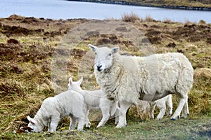 Highland Sheep and lamb offspring