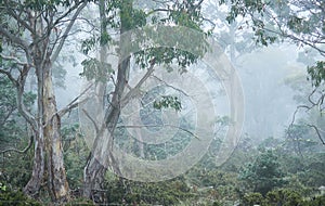 Highland Tasmania eucalypt forrest in fog. Desaturated.