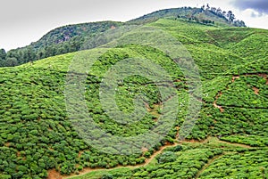 Highland tea plantation. Nuwara Eliya, Sri Lanka.