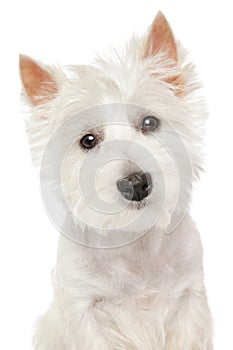 Highland Terrier (westie) on white background