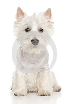 Highland Terrier (westie) on white background photo