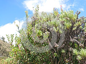 Highland wild plants above 2500 meters above sea level