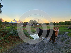 Highlander cattle with beautiful sundawn photo