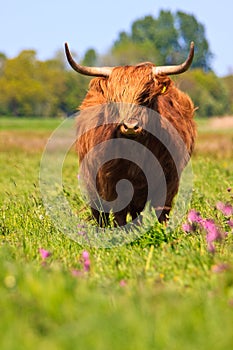 Highlander cow photo