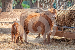 Highlander cow feeding her puppy while eating hay