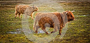 Highlander cows on a mission photo