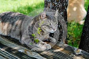 Highlander Lynx cat laying on a bench by a tree.. photo