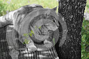 Highlander Lynx cat laying on a bench by a trees with green color accent. photo