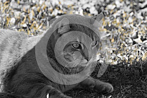 A Highlander Lynx cat laying in the shade. photo