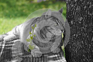 Highlander Lynx cat laying by a tree with green color accent. photo