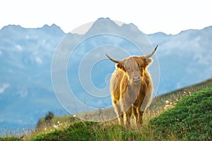 Highlander - Scottish cow