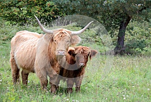 Highlands cattle