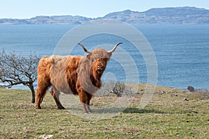 Highlands cattle by the sea