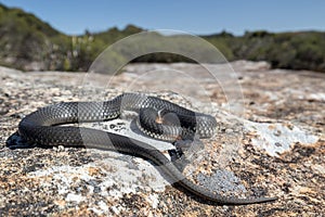 Highlands Copperhead