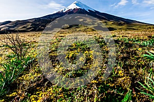 Highlands of Cotopaxi