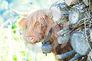 Highlands cow with cowbell at the neck