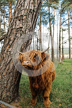 Highlands Cow in Scottish Highl