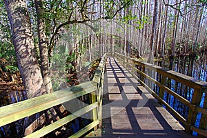 Highlands Hammock State Park Florida