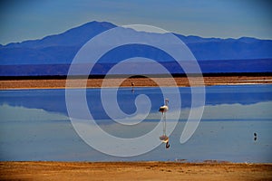 Highlands Reflection. Domeyko Range, San Pedro de Atacama