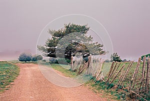 Highlands road under the mist