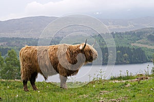 Highlands Scotland bull