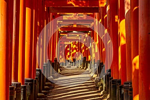 Torii path in Fushimi Inari-taisha, kyoto, japan photo