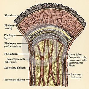 Highlight structural differences and functions in the tree's protective