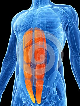 Highlighted - abs muscle