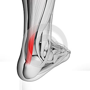 Highlighted achilles tendon