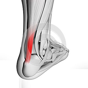 Highlighted achilles tendon photo