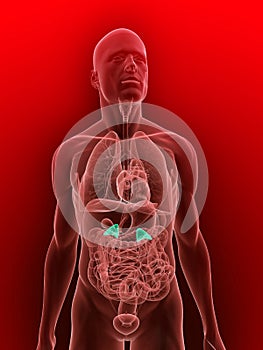 Highlighted adrenal glands