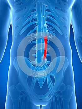 Highlighted aorta photo