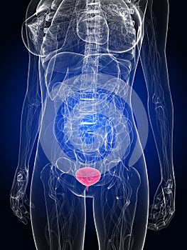 Highlighted bladder
