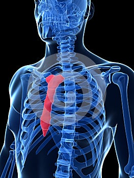Highlighted breast bone