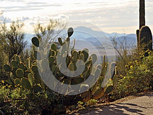 Highlighted Cacti in the Desert with Mountains